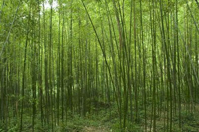 竹子“三年成林”,请熬过艰难的三年!